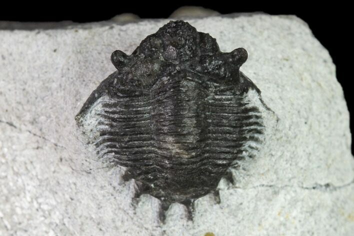 Bargain, Acanthopyge (Lobopyge) Trilobite - Morocco #137579
